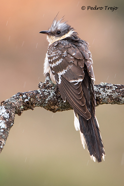 Críalo (Clamator glandarius)